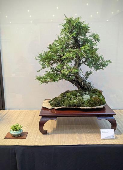 A gnarly twin trunk Eastern white cedar bonsai, planted on a flat slab of rock, with different mosses covering a layer of soil. The slab is displayed on a reddish wooden stand, and there is an accent plant that looks like a miniature hosta to the left.