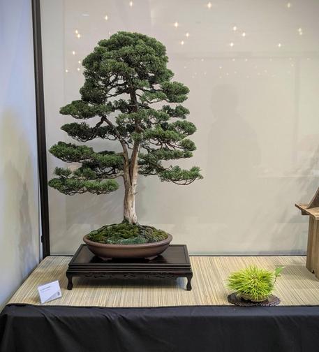 An upright twin trunk style juniper bonsai tree. This bonsai has a more slender trunk, so it gives the impression of being a younger tree, with lush growth. The tree is planted in an oval unglazed pot and displayed on a dark wooden stand. There is an accent plant of bright green grasses to the right.