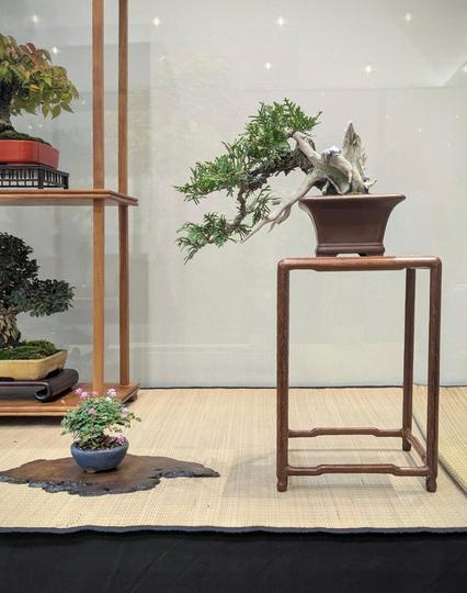 A smaller Eastern white cedar bonsai, a bit bigger than shohin size. The tree is grown in a semi-cascade style, slanting to the left, and it has extensive, sculptural deadwood. The tree is planted in a square cascade pot and displayed on a tall wooden stand. There is an accent plant to the left that has tiny leaves and pink flowers. Part of a different shohin display is visible in the background.