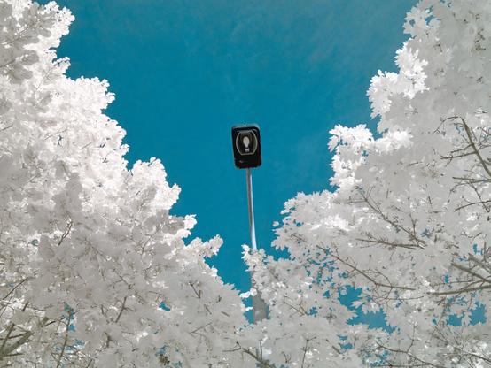 An infrared photo up towards the sky, featuring an old streetlight with a large bulbous lamp inside. There are trees framing the lamppost. The leaves are bright white, glowing almost. The sky above is aquamarine blue