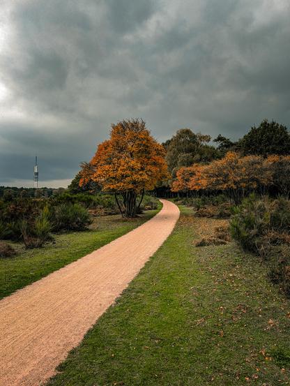 An autumn landscape featuring a curved dirt path winding through a heathland setting. It is bordered by grassy banks and patches of low, shrubby heathland vegetation.

Prominently situated along the left edge of the path stands a full tree with vibrant orange and golden foliage, signaling autumn.

In the far distance on the left horizon, a distinctive tall, white TV tower with multiple platforms and a spire rises above the distant treeline.

The sky overhead is heavy with dark, overcast clouds, creating a dramatic, moody contrast against the bright autumn colors on the ground.