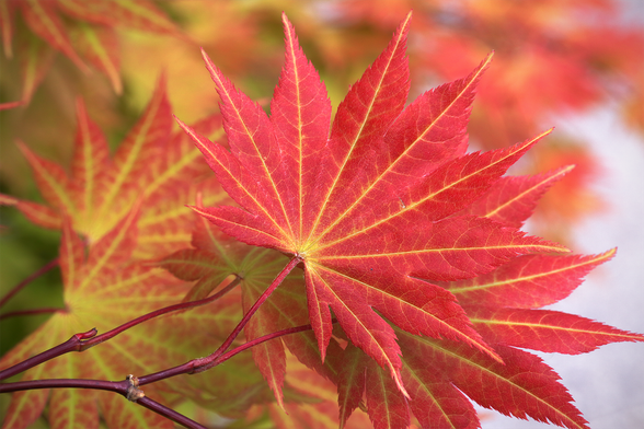 Closeup of vibrant red fullmoon maple leaves with bright yellow around the veins. The leaves look visually similar to a Japanese maple leaf, but larger, with more lobes.