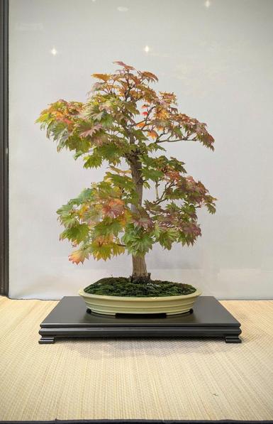 A formal upright fullmoon maple bonsai, growing in a yellow oval pot and displayed on a flat wooden stand. The leaves have hints of fall colour.