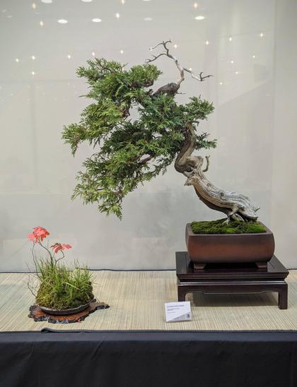 A tall, twisty Eastern white cedar bonsai that is slanting to the left. This tree also has extensive deadwood, which runs in a strip that runs dynamically through the curvy trunk. The tree is planted in a bowed rectangular unglazed pot, and displayed on a dark wooden stand. To the left is an accent plant with moss, grasses, and two twiggy trees with red leaves.