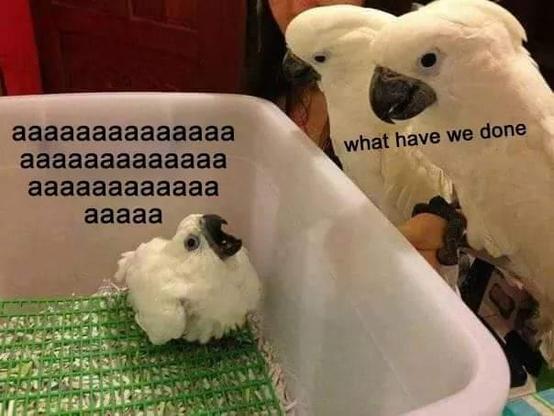 at left, a baby cockatoo sits on a green mat inside a white plastic tub, screaming "aaaaa aaaaaaaa aaaaaa." at right are two older cockatoos (presumably the parents) looking at the screeching youngster, asking "what have we done?"