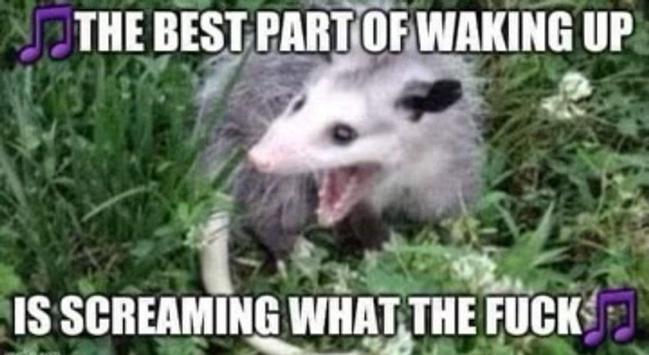 Image attached toot