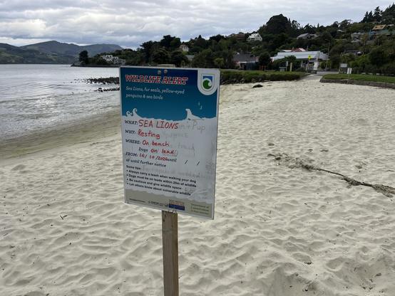 A DOC wildlife alert sign placed on a small sandy beach beside Otago Harbour. In the distance, at the far end of the beach, is a small dark blob - that’s a sleeping sea lion! 
The sign says:
What - Sea lions
Why - resting
Where - on beach
Dogs on lead from 16/10/2026 until further notice
Some tips: Always carry a leash when walking your dog
Dogs must be on leads within 20m of wildlife 
Be cautious and give wildlife space
Let others know about vulnerable wildlife
