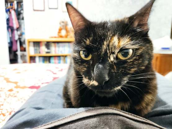 A cat, lying down on a lap, looking directly at you
