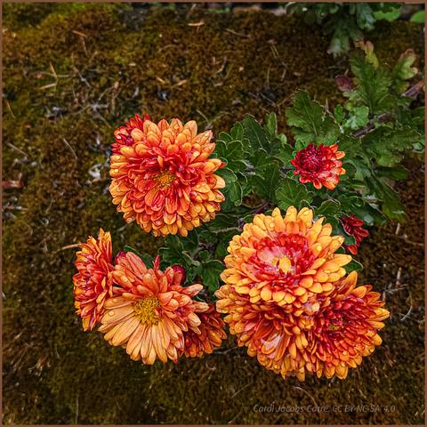 Some orange mums, shading from golden to red orange, in puffs above olive colored moss.