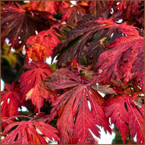 Japanese maple leaves overlap each other, glowing in shades of dark to bright red. The leaves are palmate with heavily dentate lobes.