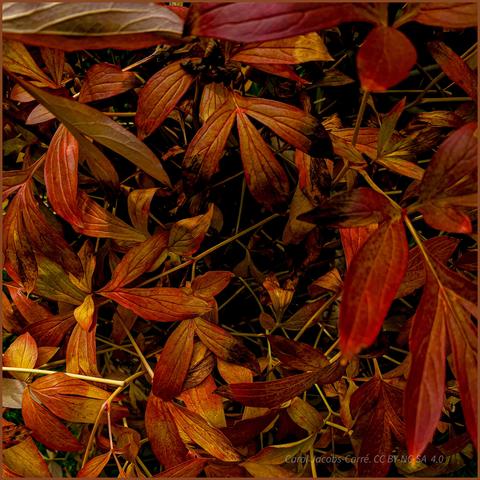 Looking down at a swirkbof pinnately compound peony leaves. The colors are rich, in shades of gold, umber, dark red, and burnt siena .