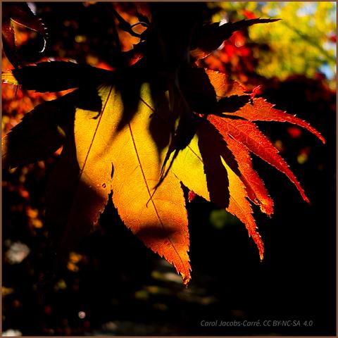 Morning sun shines through a Japanese maple leaf, highlighting its transition from green to red to yellow. The sun also casts the shadow of other leaves. The dark background is speckled with highlights from other red leaves.