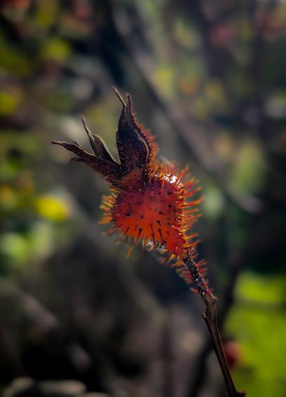 A spiky, reddish-orange rose hip attached to a slender stem. The vibrant orange-red hip is covered in numerous sharp, needle-like prickles. 

At the top, it features dried, dark, pointed sepals that also have a prickly texture. Bright sunlight catches the top edge of the pod, creating a shiny highlight and making the translucent orange spines glow.

The background is heavily blurred with a soft-focus bokeh effect, blending natural tones of green, brown, and gray to make the subject stand out.