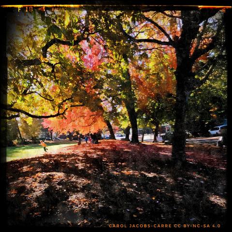 A small child runs off into the sunlit grass, away from their friends under the park trees. The big  spreading trees are showing autumn colors, in shades of red, yellow, orange and green. The other children are playing in the carpet of fallen leaves under the tree branches. The shadows are long and deep, with dappled sunlight highlighting the leafy ground. The photo processing is intended to create an impressionistic image where the dominant effects are of sunlight, shadow, and glowing colors.