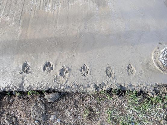 A row of dog paws imprinted on a semi-fresh layer of concrete