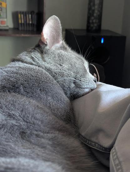 a gray cat sleeps with his face against my calf on a recliner sofa, his eyes shut against the window sun pouring in from the side