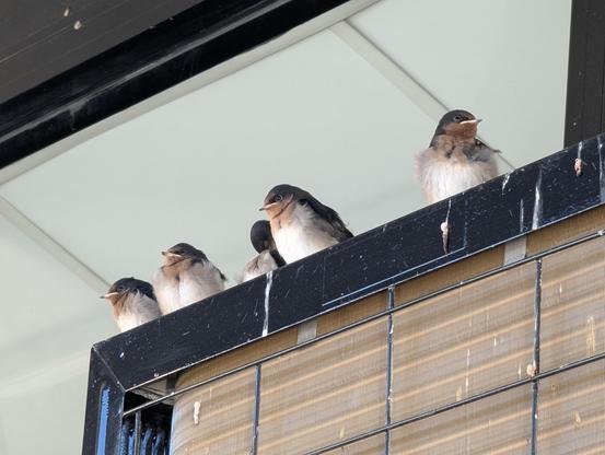 On a black metal plate on top of an outdoor aircon perched a group of 6 swallows just a few days old, waiting for mum to return with more food, looking a bit tinybadass floof