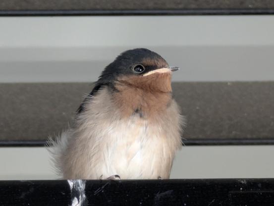 Floofy swallow babe