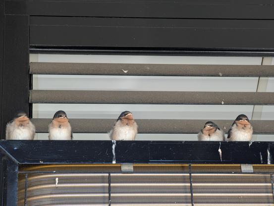 On a black metal plate on top of an outdoor aircon perched a group of baby swallows just a few days old, waiting for mum to return with more food, looking a bit like wannabe tinybadass floof