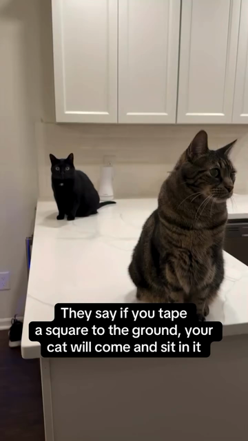Milo the tabby and Poppy the black cat are sitting a little ways away from each other on a kitchen counter. "They say if you tape a square to the ground, your cat will come and sit in it," their owner writes. "I tried it out the other day and Poppy came and sat in it. She stayed there for a while...not blinking, of course [laugh-cry emoji]. Milo's turn next: He immediately went to the square. Wasn't sure if he was going to sit in it...and then he sat right down [laugh-cry emoji]. Over twenty minutes later, and Poppy came back over. I think she was ready for her turn again [laugh-cry emoji]. So I knew I was going to have to tape two squares to the ground [laugh-cry emoji]. I did that today, and Milo immediately went and sat in one. Shortly after, Poppy came and sat in the other [laugh-cry emoji], which for some reason, upset Milo. So he waited for her to leave, and then claimed her square. Poppy came and sat in the other [laugh-cry emoji]. They are currently both sitting in their squares and it's been over an hour [laugh-cry emoji]. Is this how they communicate with their mothership? [laugh-cry emoji]"