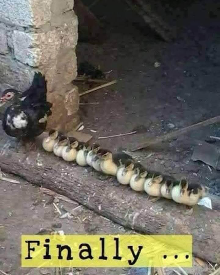Photo of a duck with a perfect row of ducklings perched on a small log.

Caption reads "Finally..."