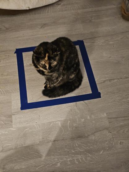 My weird little tortie cat within about two minutes of me putting a tape square on the floor, sat in it.
