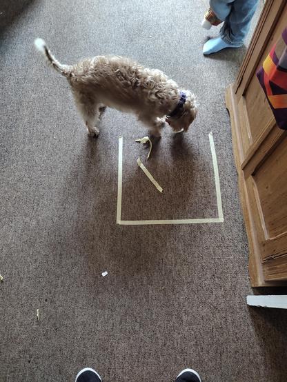 A small dog tearring up a square of masking tape from the carpet.