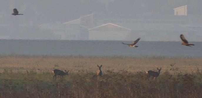 3 Rehe, 3 weibchenfarbene Kornweihen, größere Gebäude weit dahinter
