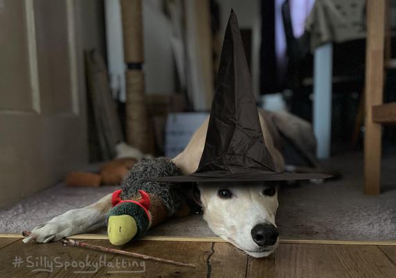 A greyhound lies on a carpet, head flumped down, nose just poking over the edge of the carpet on to a wooden floor. Her paw is stretched out, and there is a duck plush toy to her side. I have added a tall witches hat to Maisie, some red horns on a headband to the duck, and a wand sticking out from under Maisie's paw.