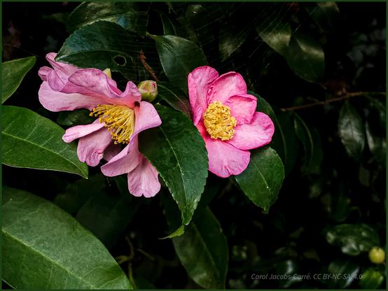 Two pink camellias glow against the dark green background of leathery, shiny lanceolate leaves. The flowers have a single row of five rose-colored petals. One of the flowers has ripened to a star shape, typical of some cultivars. The heart is a puff of golden stamens.