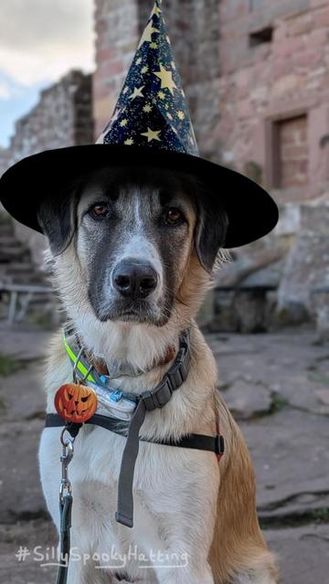 Original alt txt: Barney looks into the camera
My addition: Barney now wears a tall witches or wizard hat, very deep blue with golden stars on it. A very small carved pumpkin dangles from his collar.