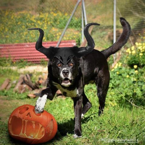 Original alt txt: A large mostly black dog chasing a blue ball. The right front paw is lifted. The eyes are focussing on the ball which is in the air and cut off at the top. The dog is running on the grass and there are some yellow flowers in the background.
My addition: I have reframed the photo into a vignetted square, with the raised paw now resting on a carved pumpkin with a wide screaming mouth. The dog has a headpiece on with two large black curved horns.
