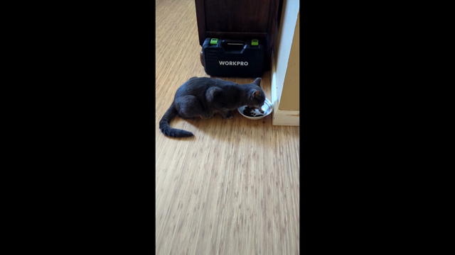 Video of a grey cat eating crunchies out of a bowl on the floor of a kitchen. The accompanying music is a short clip of "Down Under" by the group Men At Work. Specifically, the lyrics: "I met a strange lady, she made me nervous. She took me in and gave me breakfast."