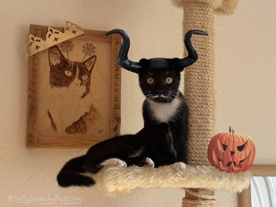 Original alt txt: Cute tuxedo kitten with white moustache and intense gaze sitting on a cat tree
My addition: The cat now is now wearing a cap with large curved black horns. There is a carved pumpkin on the platform to its side, and the cat in a drawing on the wall behind is now wearing spiderweb deeley boppers, because I didn't want to leave them out, but there wasn't much space.