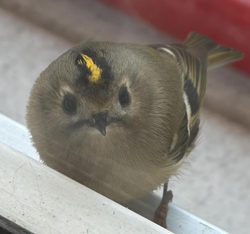ein schlecht belichtetes Foto eines offensichtlich kleinen Vogels mit braunem gefedert - die äugen sind etwas heller umrandet, auf dem Kopf ist ein leuchtend gelber Streifen von dunkleren Federn umrahmt, der ganze Vogel wirkt wie aufgeplustert mit großen schwarzen Knopfaugen und einem kleinen spitzen Schnabel.