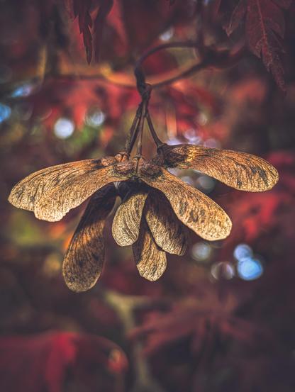 A cluster of dry, winged tree seeds, commonly known as "helicopters," hanging from a stem against a rich autumn backdrop. Their papery, elongated wings display fine vein details and a weathered, rustic look.

The background is softly blurred showcasing warm autumn hues of deep red, brown, and hints of soft blue and green bokeh light spots.