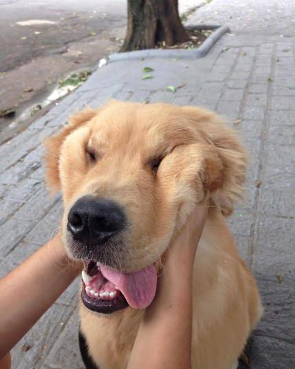 A golden retriever with its cheeks folded almost over its eyes due to a person pressing their hands to either side of its face