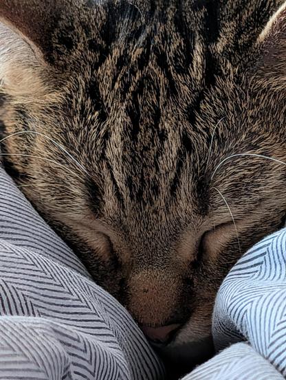 A photo of a cat, asleep, with a cute furry nose, snuggled between two columns of duvet, under which my legs are