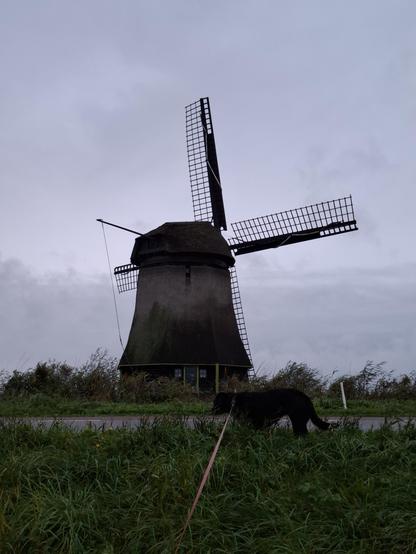 Groene voorgrond van een dijklichaam waar bijna bovenop een zwarte hond staat aangelijnd met een oranje touw. Achter het dijklichaam is een streep asfaltweg zichtbaar met daarachter een rietkraag waarboven een historische molen staat met op de achtergrond een grijze lucht waaruit het regent.