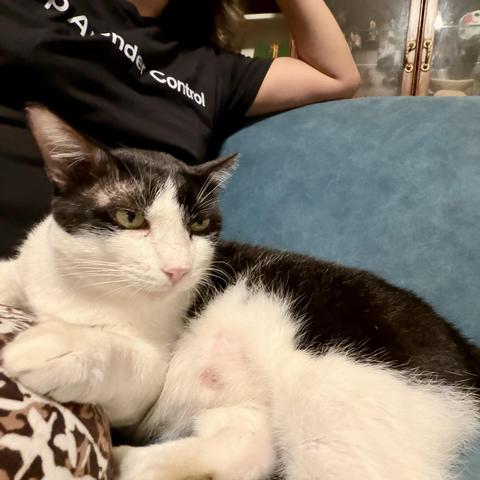 A photo of a black and white cat lying partially on my lap