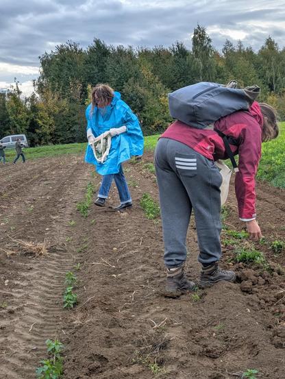 2 Frauen lesen Kartoffeln auf.
