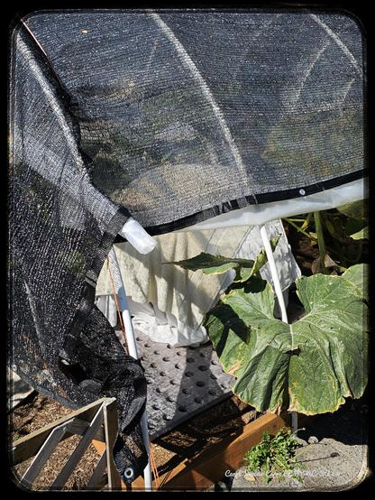 Jack has a little shade house, plus a shade cloth. TBH, there isn't much you can look at, except a large cloth covered lump under a shade hoop house, surrounded by large pumpkin leaves.