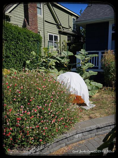 Sally the orange giant pumpkin has a screen of large pumpkin leaves on one side, and a red and white sage bush on the other. She too is covered by a cloth. We await the unveiling.