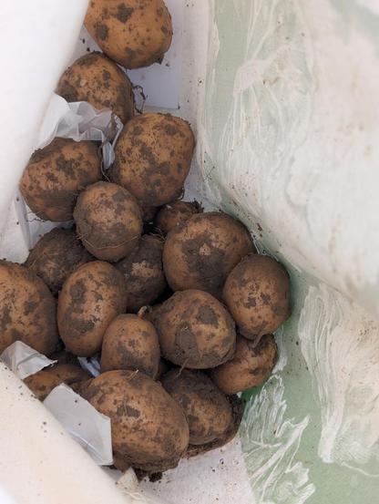 Kartoffelbeute in der Tüte