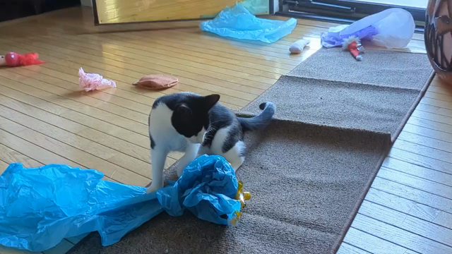 Schrödinger and Azula play with tissue paper and toys on a wooden floor.  In the background, a giant pumpkin leers.