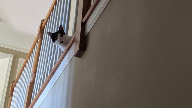 Schrödinger looks down at us through a railing.  one of the balusters is missing.