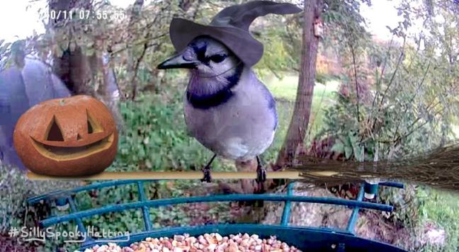 Original alt txt: A blue jay cocks their head at the camera
My addition: The blue jay is now perched on a broomstick, wearing a witches hat and looking at a carved pumpkin on the other end of it.