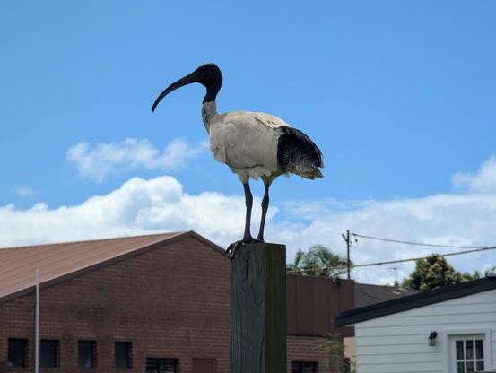 a relaxed ibis standing on a wooden pole before a blue sky looking down on me