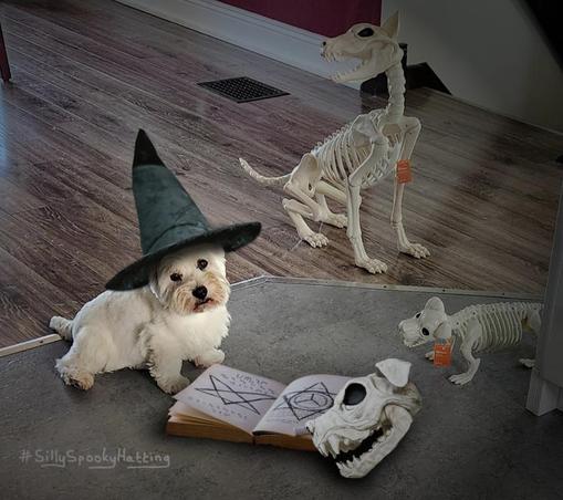 Original alt txt: A white Westie named Duffy, sits on the floor beside two skeleton dogs, one similar in size to himself and the other a larger skeleton sized like his big sister Willow.
My addition: Duffy now wears a tall witches hat, and at his feet is an open spell book with another dog skull by its side.