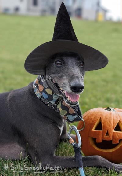 Original alt txt: Zazu is a black whippet and is lying on the grass with his head up looking at the camera. His ears are folded back out of sight and his mouth is open with a kind of smile. He has a bit of grey around his muzzle. He wears a wide collar with bow ties printed on it and his leash hangs from the front clip.
My addition: Zazu is now wearing a wide brimmed black witches hat, and has a pumpkin in front of him. It has been carved into a smiling face.